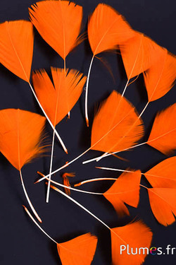 Pétales en plumes - 6-8 x 3-4 cm - orange